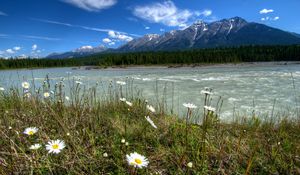 Preview wallpaper rivers of canada, parks, landscape, daisies, mountains, vermilion kootenay, nature