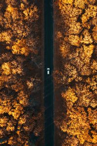 Preview wallpaper road, aerial view, autumn, trees, car, forest, below