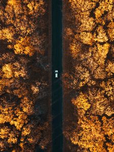 Preview wallpaper road, aerial view, autumn, trees, car, forest, below