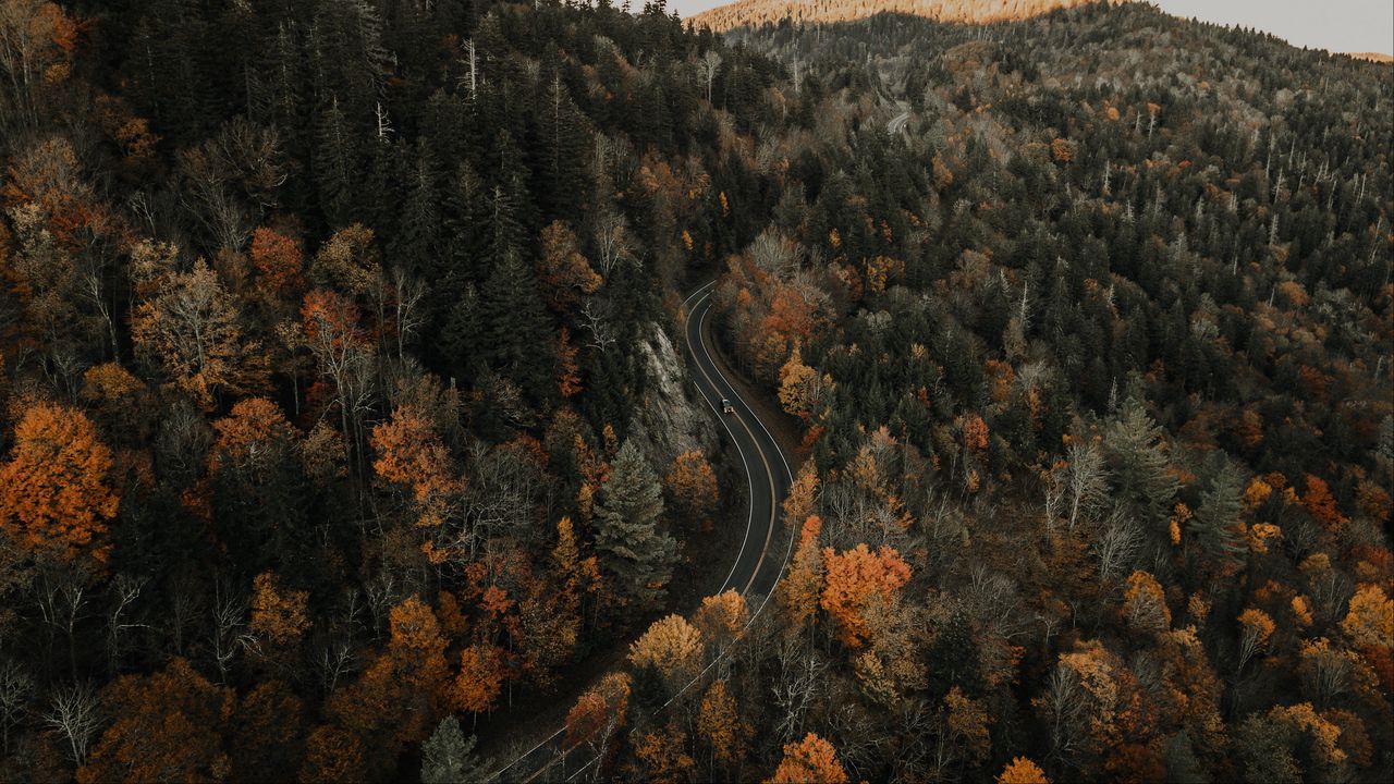Wallpaper road, aerial view, forest, autumn, movement