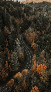 Preview wallpaper road, aerial view, forest, autumn, movement