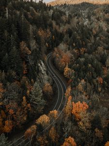 Preview wallpaper road, aerial view, forest, autumn, movement