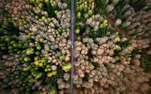 Preview wallpaper road, aerial view, forest, marking