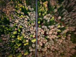 Preview wallpaper road, aerial view, forest, marking