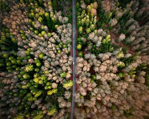 Preview wallpaper road, aerial view, forest, marking
