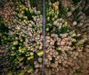 Preview wallpaper road, aerial view, forest, marking