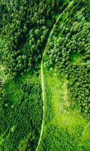 Preview wallpaper road, aerial view, trees, forest, spruce