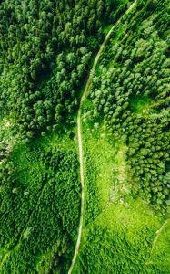 Preview wallpaper road, aerial view, trees, forest, spruce