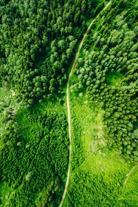 Preview wallpaper road, aerial view, trees, forest, spruce