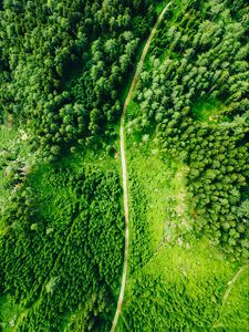 Preview wallpaper road, aerial view, trees, forest, spruce