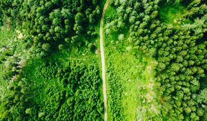 Preview wallpaper road, aerial view, trees, forest, spruce