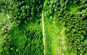 Preview wallpaper road, aerial view, trees, forest, spruce