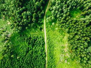 Preview wallpaper road, aerial view, trees, forest, spruce