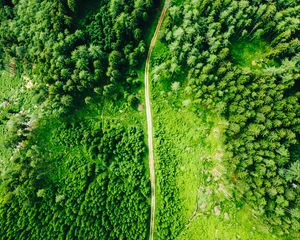 Preview wallpaper road, aerial view, trees, forest, spruce