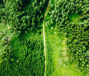 Preview wallpaper road, aerial view, trees, forest, spruce