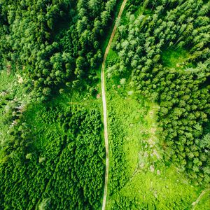 Preview wallpaper road, aerial view, trees, forest, spruce