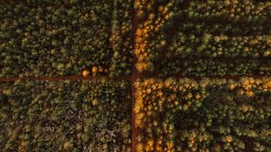 Preview wallpaper road, aerial view, trees, forest, autumn