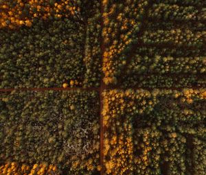 Preview wallpaper road, aerial view, trees, forest, autumn