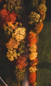 Preview wallpaper road, aerial view, trees, autumn, car