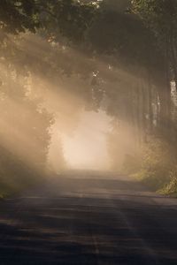 Preview wallpaper road, alley, fog, trees