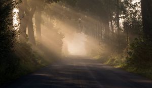 Preview wallpaper road, alley, fog, trees