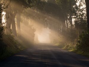 Preview wallpaper road, alley, fog, trees