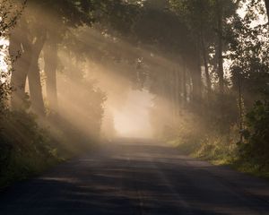 Preview wallpaper road, alley, fog, trees