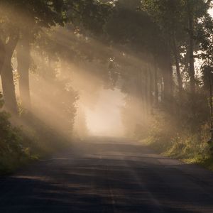 Preview wallpaper road, alley, fog, trees