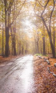 Preview wallpaper road, alley, trees, forest, light, nature