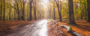 Preview wallpaper road, alley, trees, forest, light, nature