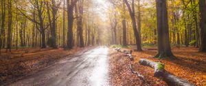 Preview wallpaper road, alley, trees, forest, light, nature