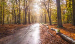 Preview wallpaper road, alley, trees, forest, light, nature