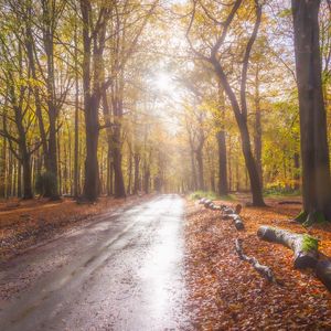 Preview wallpaper road, alley, trees, forest, light, nature