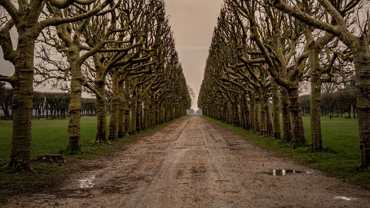 Wallpaper road, alley, trees, sky