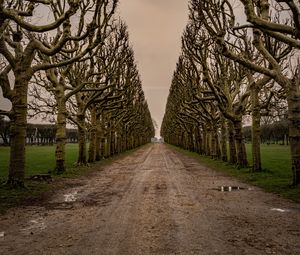 Preview wallpaper road, alley, trees, sky