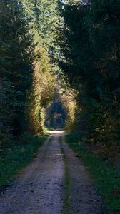 Preview wallpaper road, alley, trees, forest