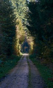 Preview wallpaper road, alley, trees, forest