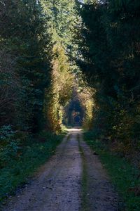 Preview wallpaper road, alley, trees, forest