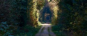 Preview wallpaper road, alley, trees, forest