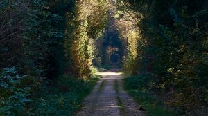 Preview wallpaper road, alley, trees, forest