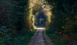 Preview wallpaper road, alley, trees, forest