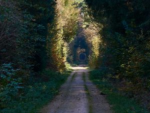 Preview wallpaper road, alley, trees, forest