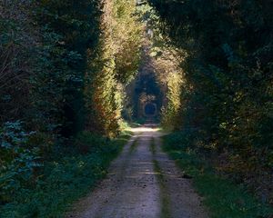 Preview wallpaper road, alley, trees, forest