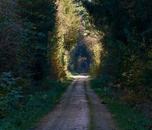 Preview wallpaper road, alley, trees, forest