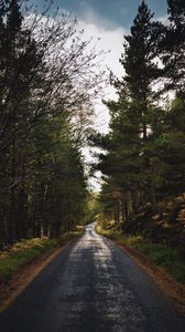 Preview wallpaper road, alley, trees, distance