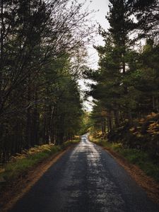 Preview wallpaper road, alley, trees, distance