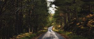 Preview wallpaper road, alley, trees, distance