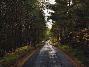 Preview wallpaper road, alley, trees, distance