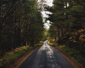 Preview wallpaper road, alley, trees, distance