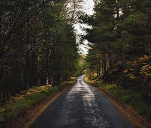 Preview wallpaper road, alley, trees, distance